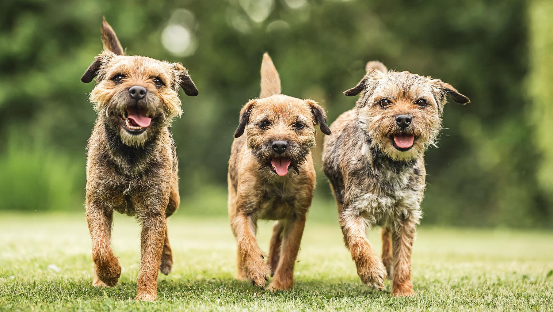 The Border Terrier Character