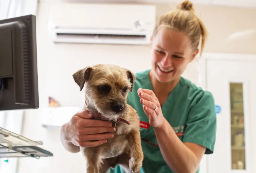 Border Terrier at vet