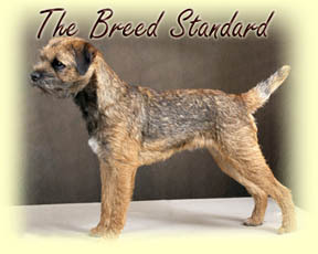 breed standard